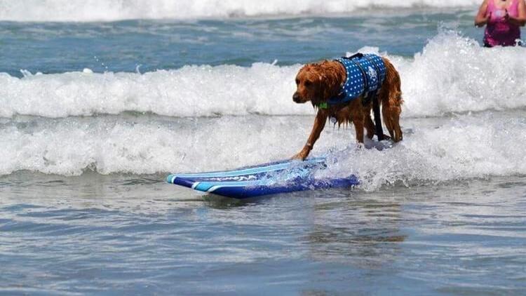 For the dogs: Your best canine photos from our Destinations Photo Contest